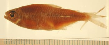 Media type: image; Ichthyology 20762